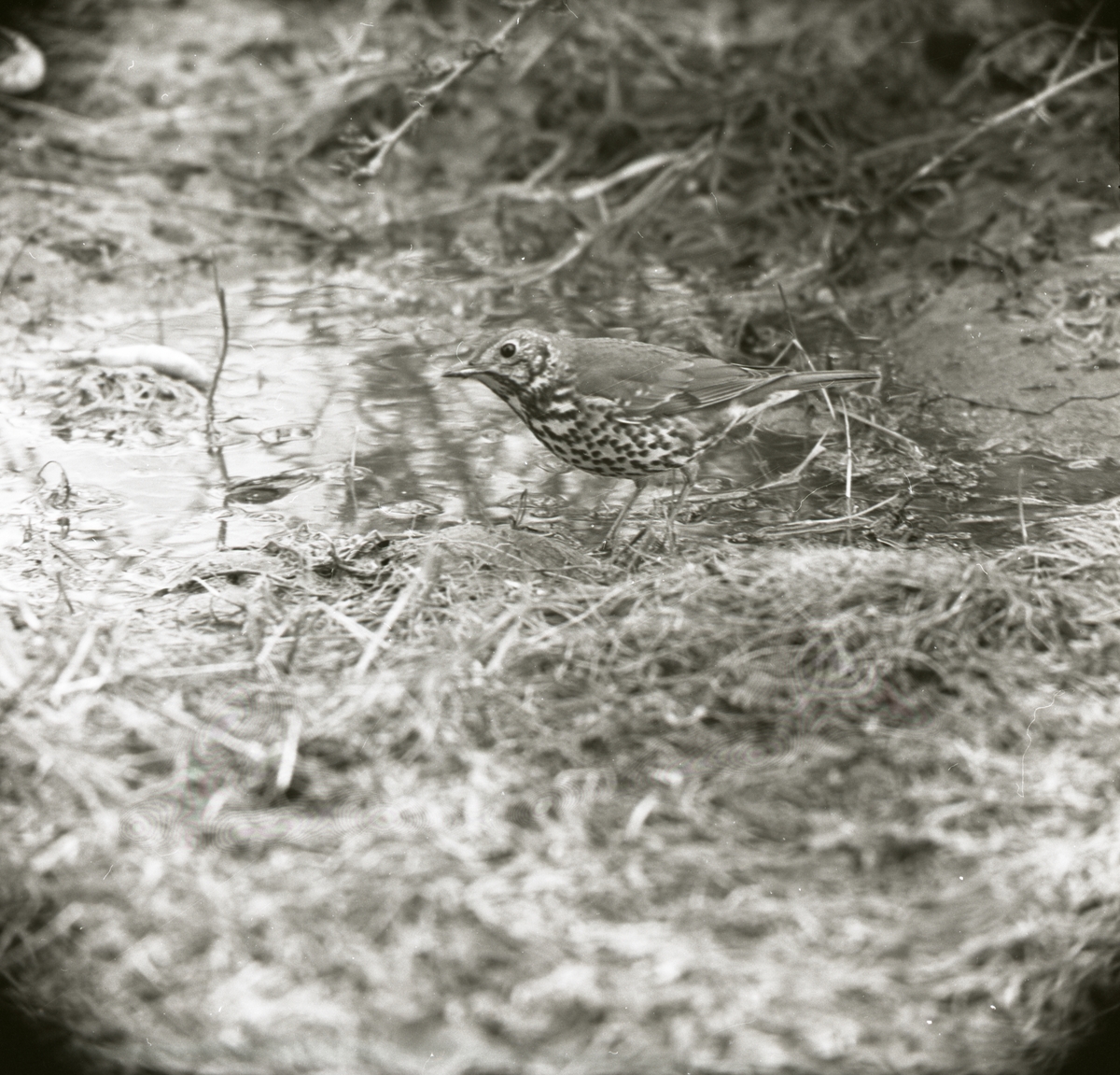 En taltrast står i en liten vattensamling, våren 1967.
