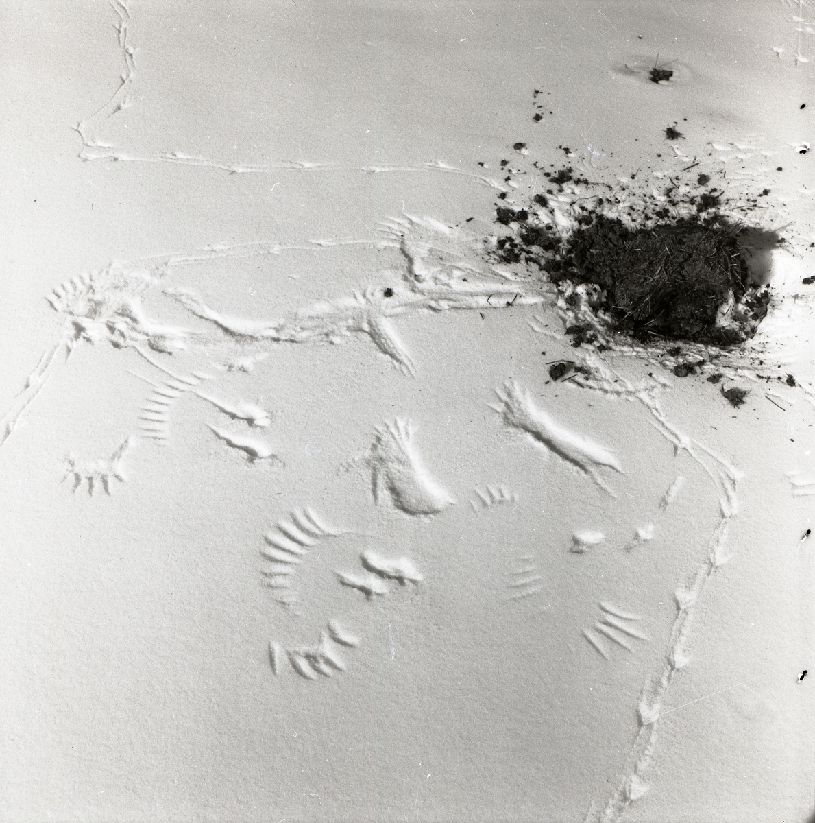Spår efter skata och kråka intill en jordhög i snön, Norsnäs den 17 april 1956.