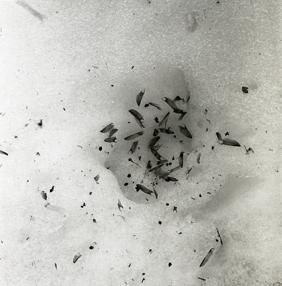 Kottskal ligger i en grop i snön, 1962.