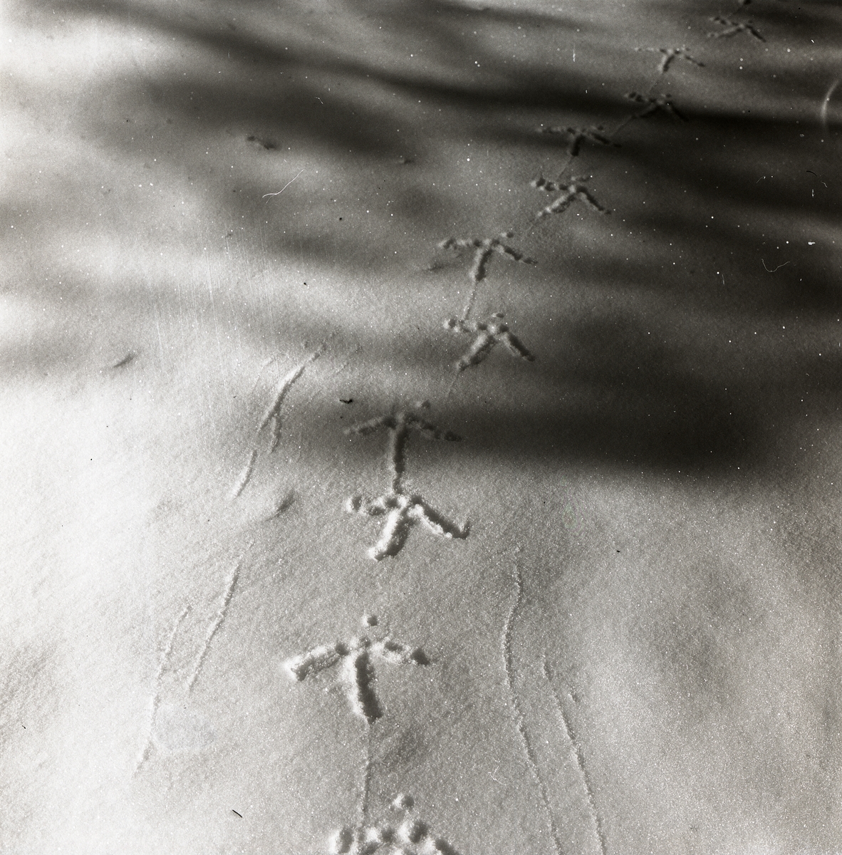 Tjäderspår i snön vid Skogberget, mars 1964.