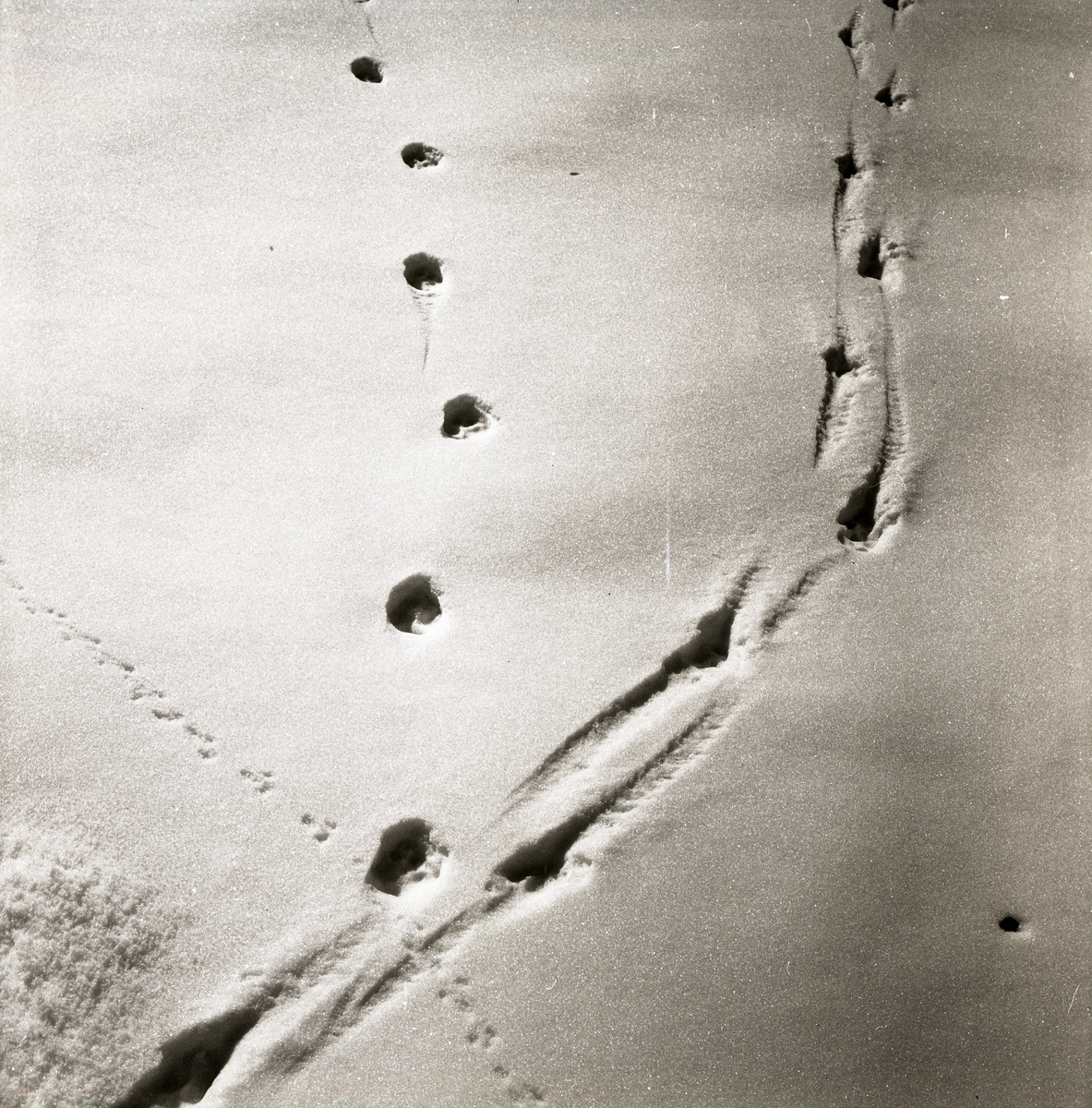 Spår i snön från rådjur, räv och mus, 1967.