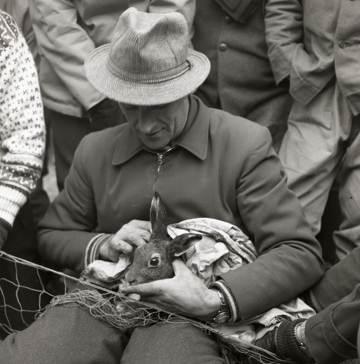 En man har en hare i sitt knä och undersöker den vid harfångsten på Storön, 6 oktober 1957.