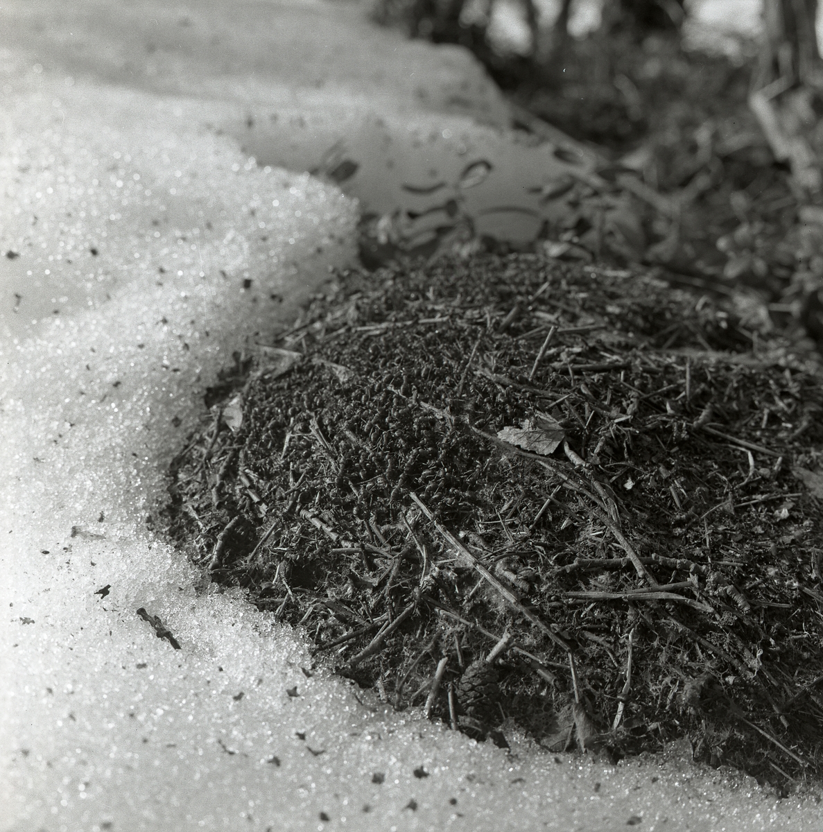 Myrstack och myror i snö, 15 april 1960.