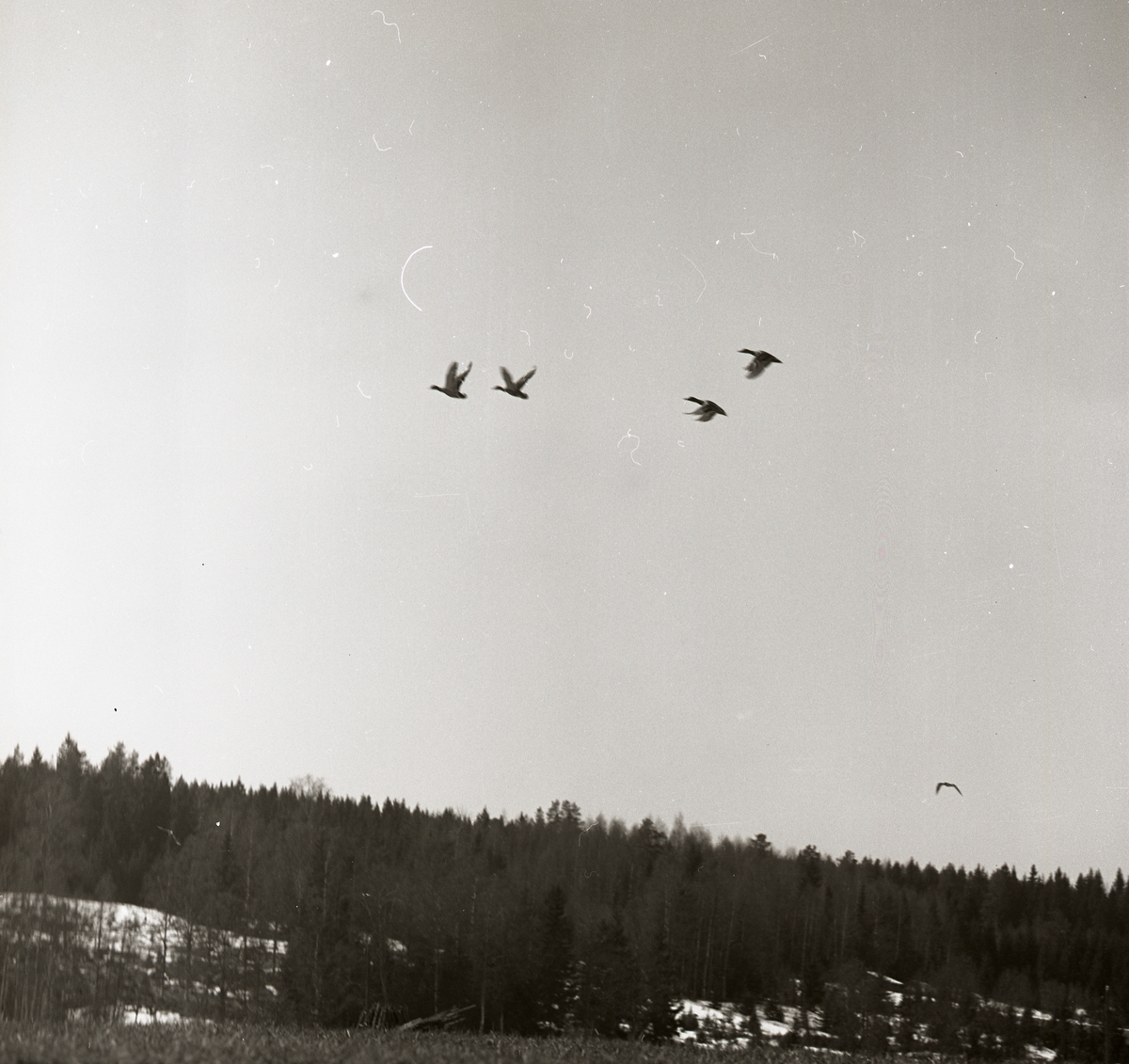 Fyra tranor flyger upp mot himlen vid ån i Tossbro,  22 april 1967.