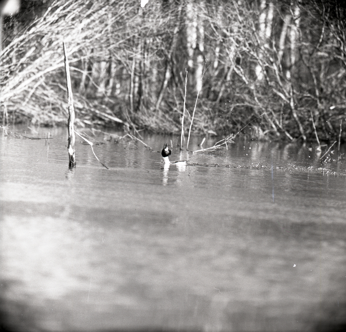 En knipa simmar i en å och spelar samtidigt, 19-23 april 1960.