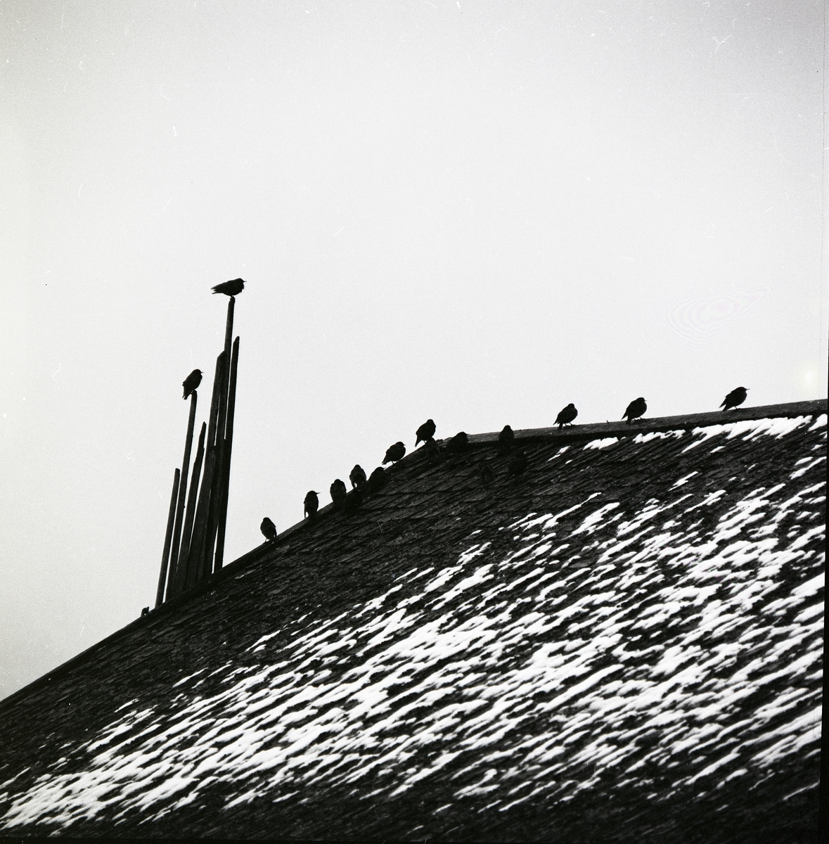 En flock fåglar sitter på ett hustak, vårvintern 1971.