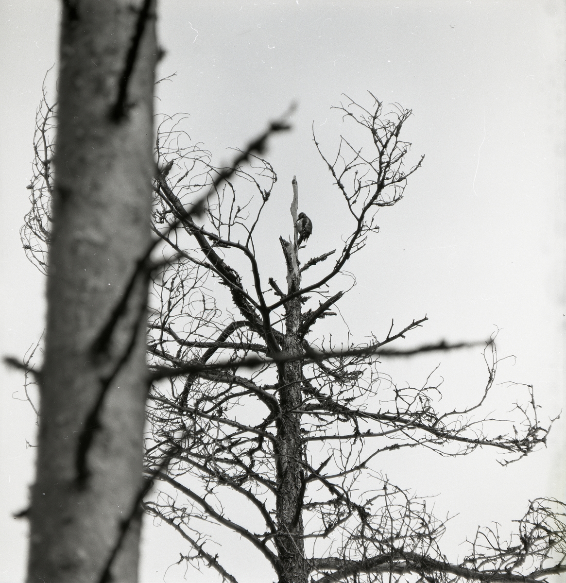 En hackspett sitter i toppen på ett dött träd, 1973.