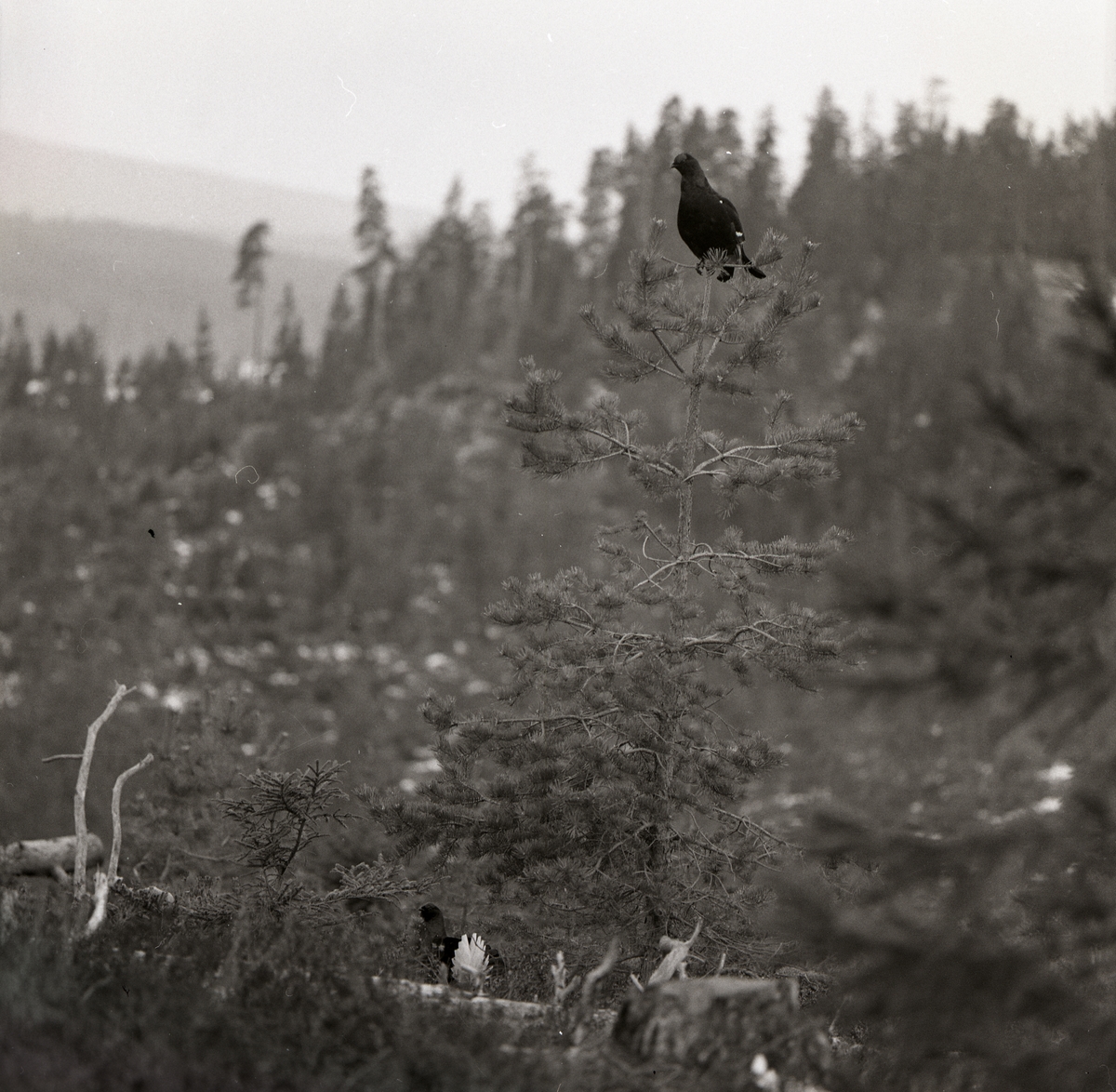 I skogen sitter en orre i toppen av en tall medan en tupp går på marken nedanför, april 1975.