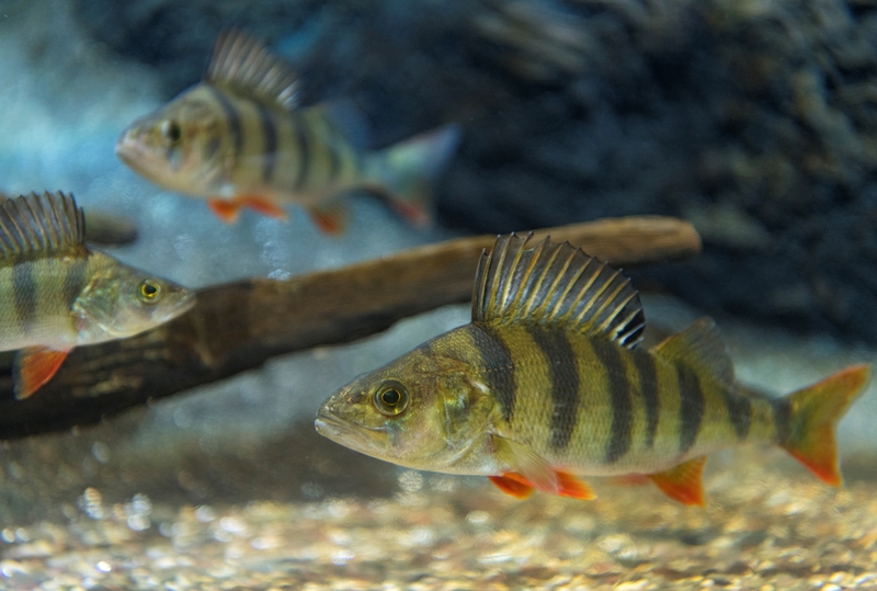 Abbor (Perca fluvialis), fotografert i akvariet ved Norsk skogmuseum i Elverum.  Dette er en fiskeart som forekommer i ferskvann, av og til også i brakkvann, i Europa og Asia.  Denne arten har to ryggfinner, og ryggfinnen har kraftige piggstråler. Den har vanligvis 5–6 mørke tverrbånd på kroppssiden, gulaktige brystfinner og rødlige bukfinner. Abborens farge varierer ellers noe etter miljøet den lever i.

Norsk Skogbruksmuseums akvarium ble åpnet i 1979, da under navnet "Fra fjell til fjære".  Navnet henspilte på en ambisjon om å vise fisk i ulike biotoper, fra kalde næringsfattige høyfjellsjøer, via bekker, skogstjern og lavlandssjøer til brakkvann og saltvann.  Fra starten av hadde akvariet ti store og tre små kar.  Dette fotografiet er fra det karet som viser fiskearter som ofte finnes i skogtjern.