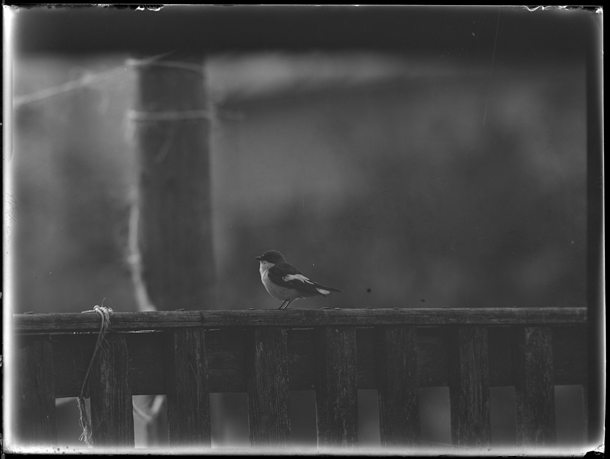 En flugsnappare sitter på ett staket.