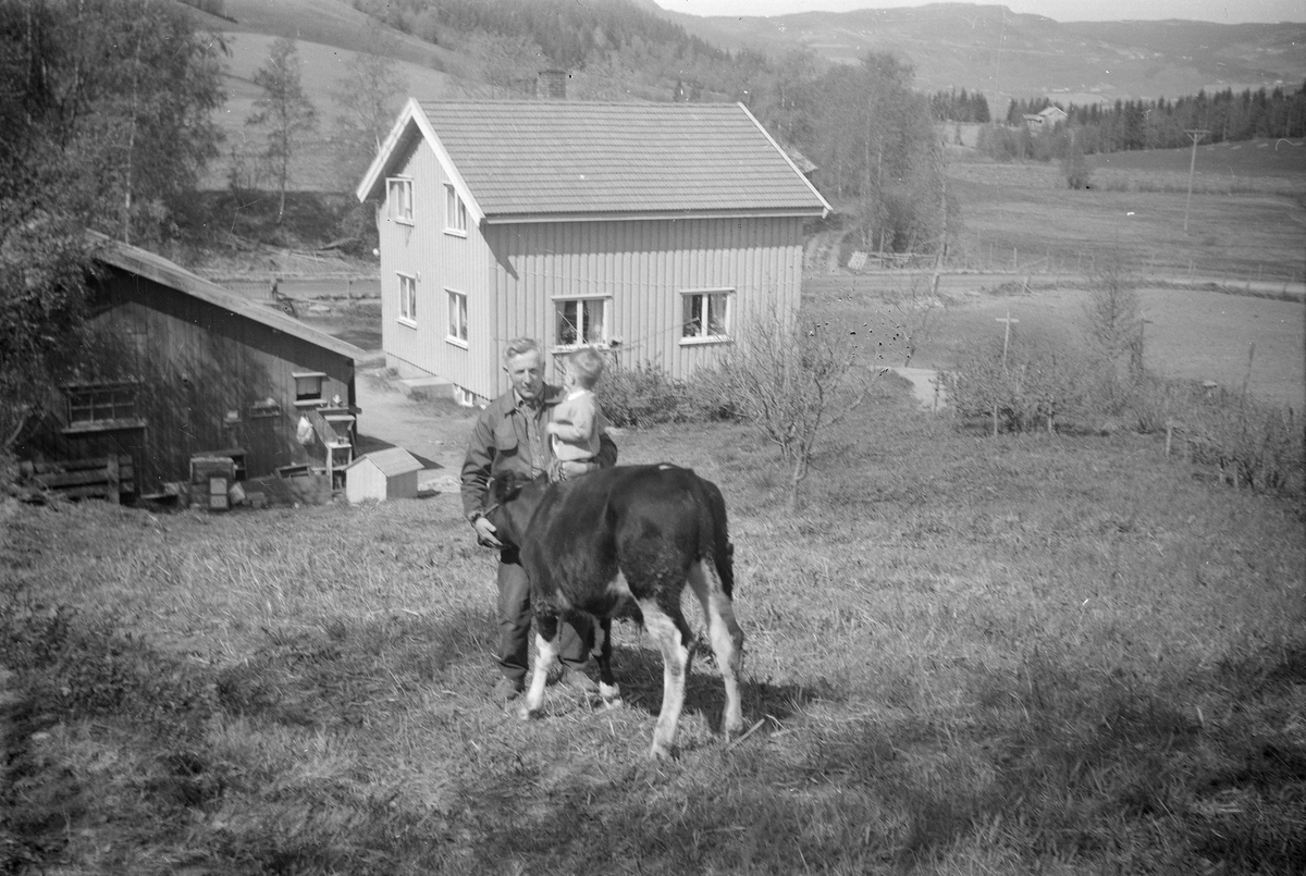 Mann med barn ser på en kalv - bolighus i bakgrunnen