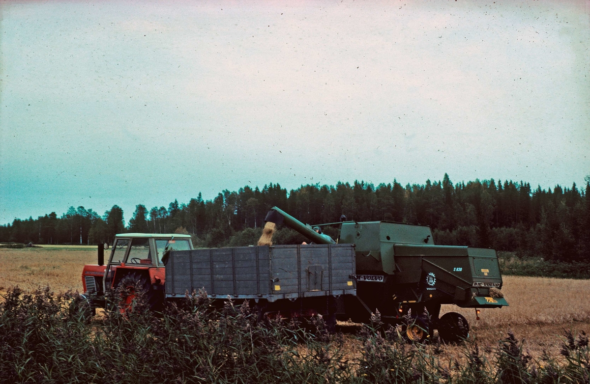 Tömning av säd från skördetröska till kärra efter traktor, Mossbo, Tierps socken, Uppland 1981 - 1982