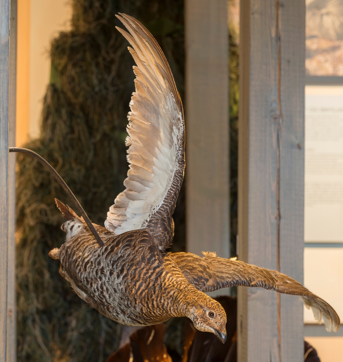 Orrhøne - Anno Norsk skogmuseum / DigitaltMuseum