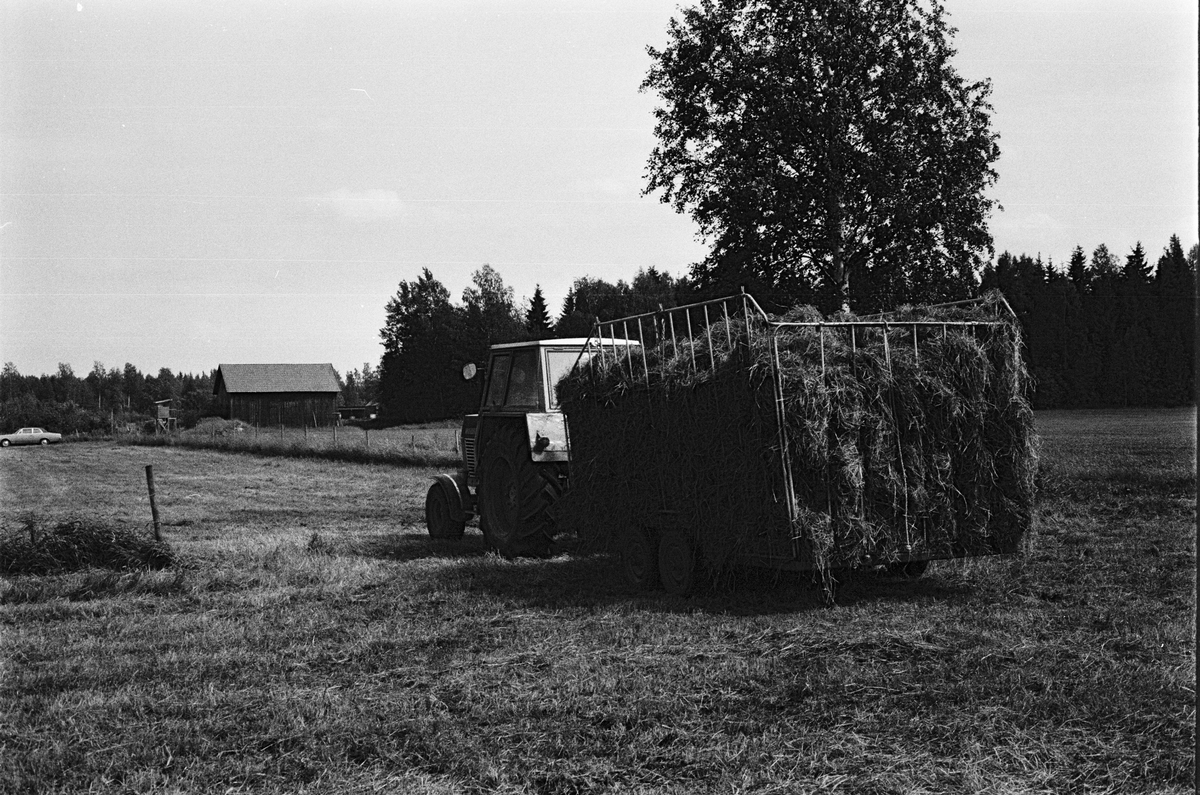 Fyllda hövagnar körs hem av Krister Widblad, Mossbo, Tierps socken, Uppland juli 1981