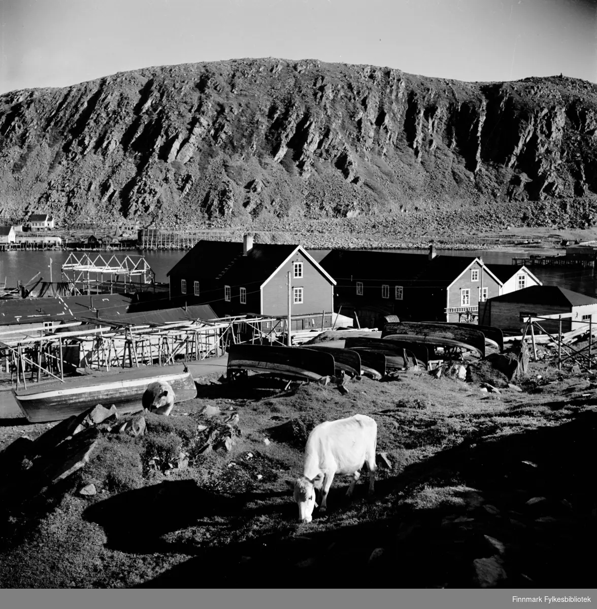 Kjøllefjord sentrum fotografert i 1940. I forgrunnen går kyr og beiter i sola. Åpne fiskebåter ligger hvelvet på rekke og rad langs veien ovenfor fiskehjeller og sjøhus. I bakgrunnen ses fiskebruk og bebyggelse på andre siden av bukta. Til høyre går den gamle veien skrått oppover fjellsiden.