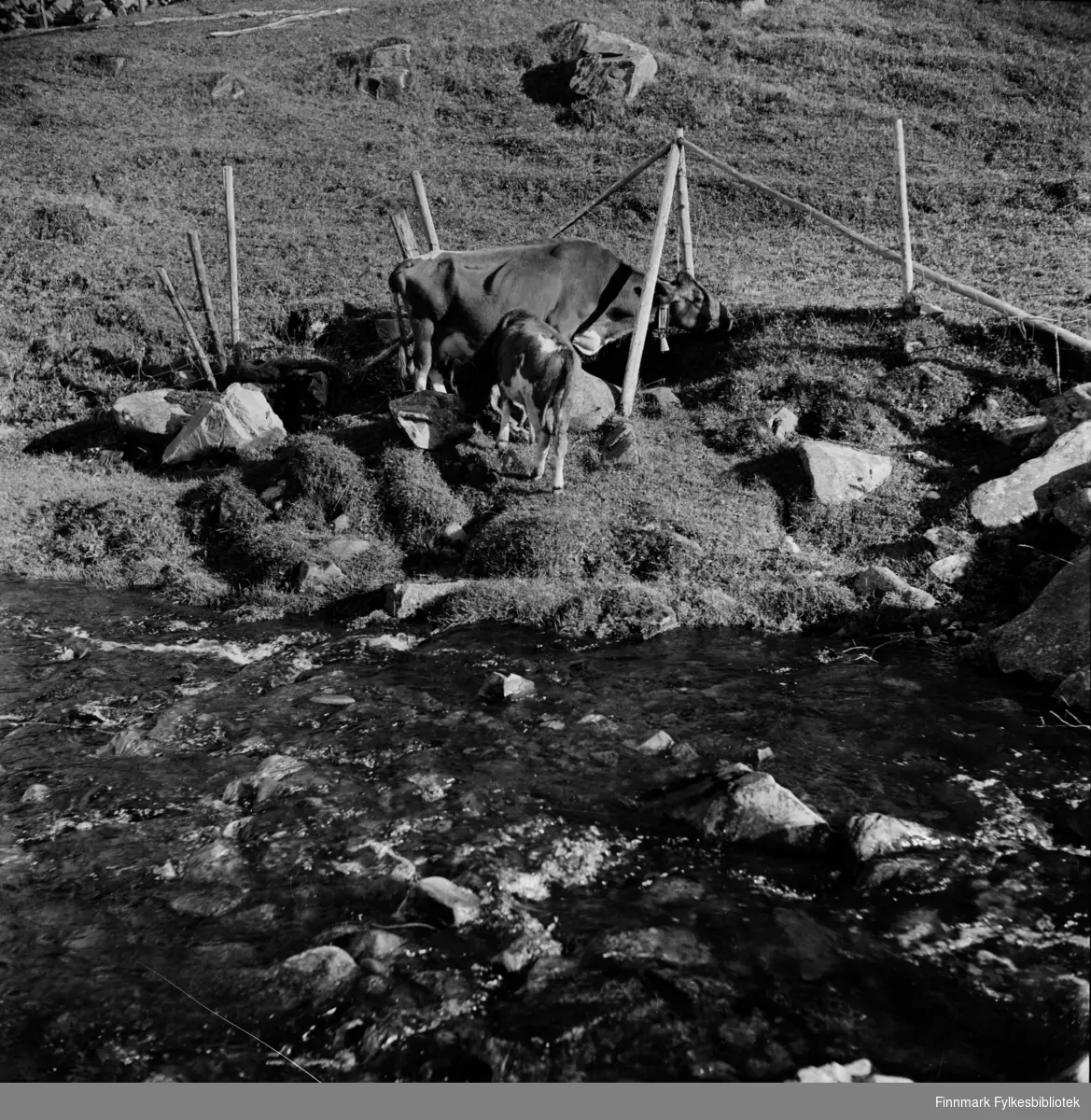 Kjøllefjord i 1940. Kuene går til elva for å drikke vann. Elva ligger midt i Kjøllefjord og ble også brukt til klesvask.