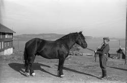 Løytnant Ottar Markeng mønstrer hest ved Hærens Hesteskole p