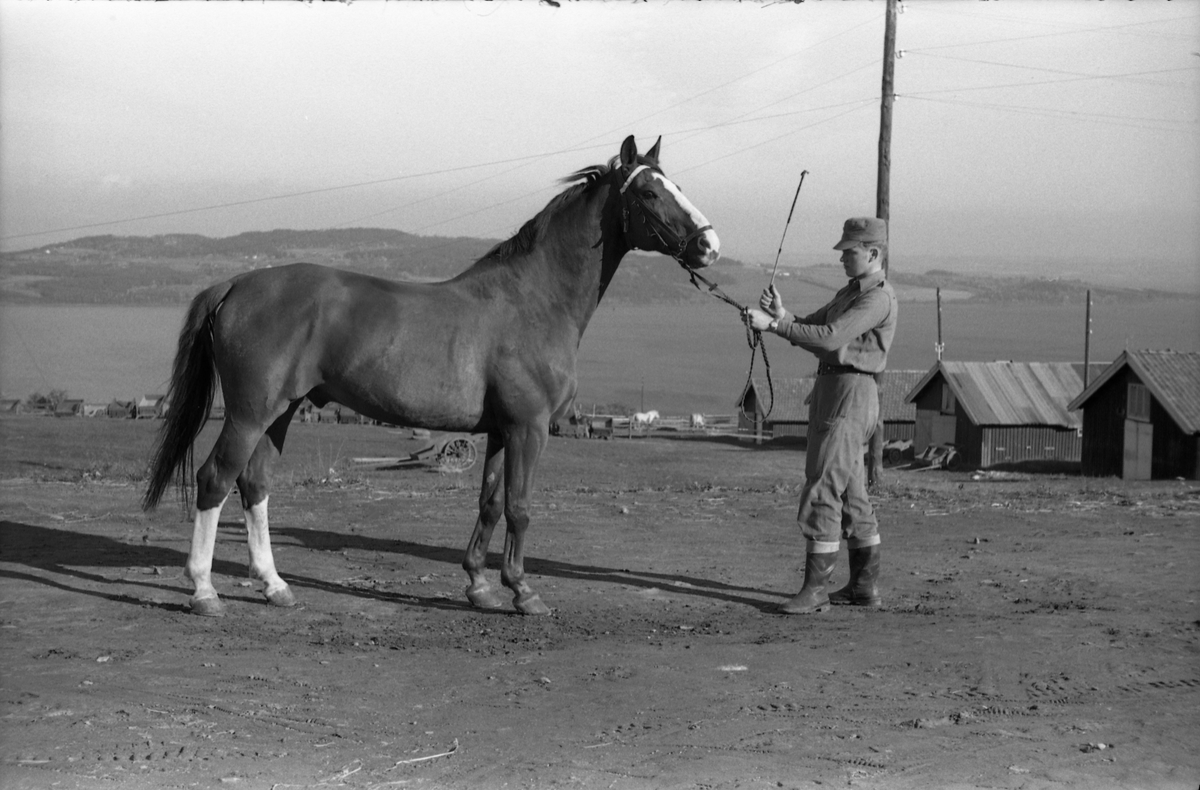 Mønstring av hest ved Hærens Hesteskole på Starum. Fem bilder. Soldaten på bildene er ikke identifisert.