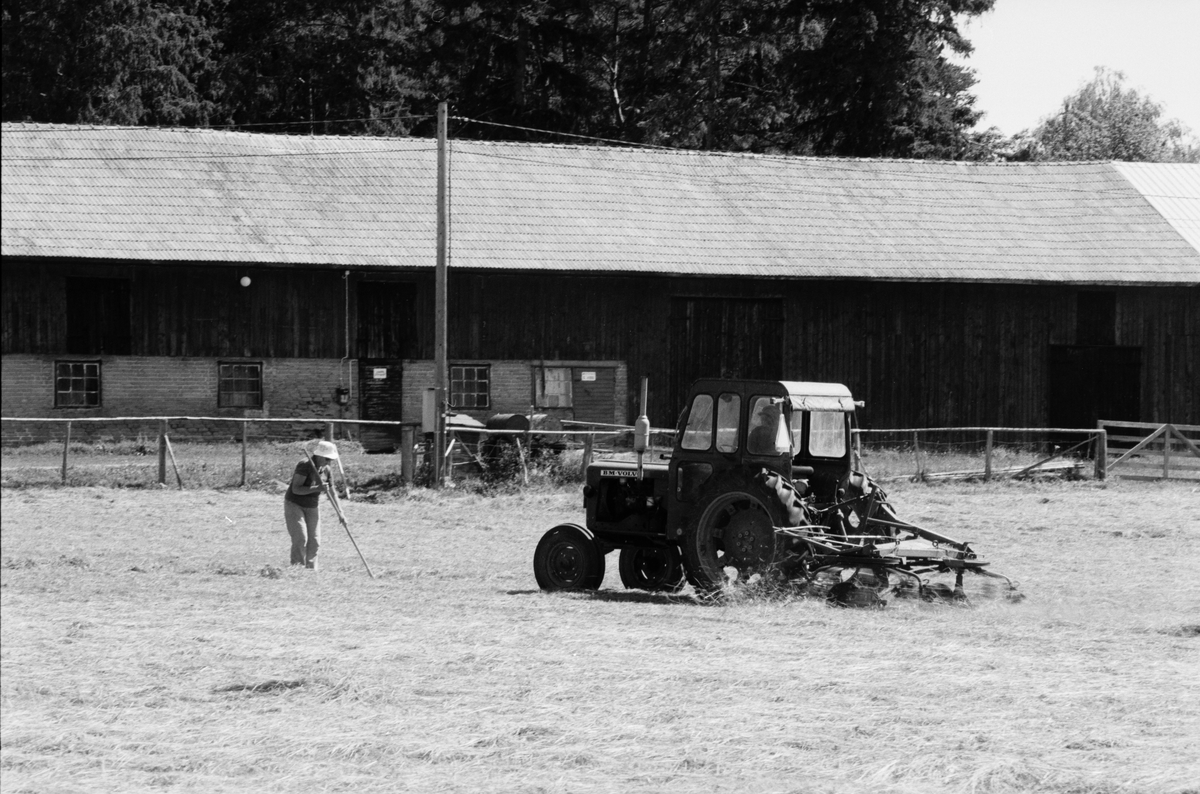 Lantbrukare Arvid eller Birger Mattsson arbetar med höbärgning,  okänd kvinna räfsar, Lönnholmen, Gräsö, Uppland 1994 - 1995