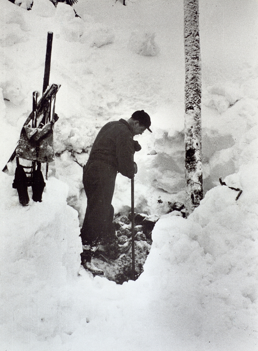 Erik Eriksson, ljusdal på stolpgrävning i Öljung 1951. I bakgrunden stolpskor och spikväska.