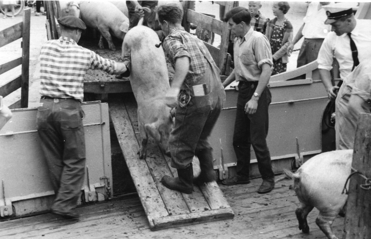 Frakting av griser på båt på Hjelmeland. Flere menn leder en gris ned en rampe.