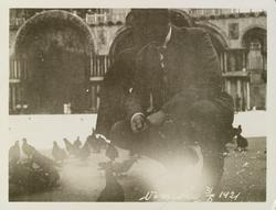 Mann sitter på huk sammen med duer på åpen plass i Venezia