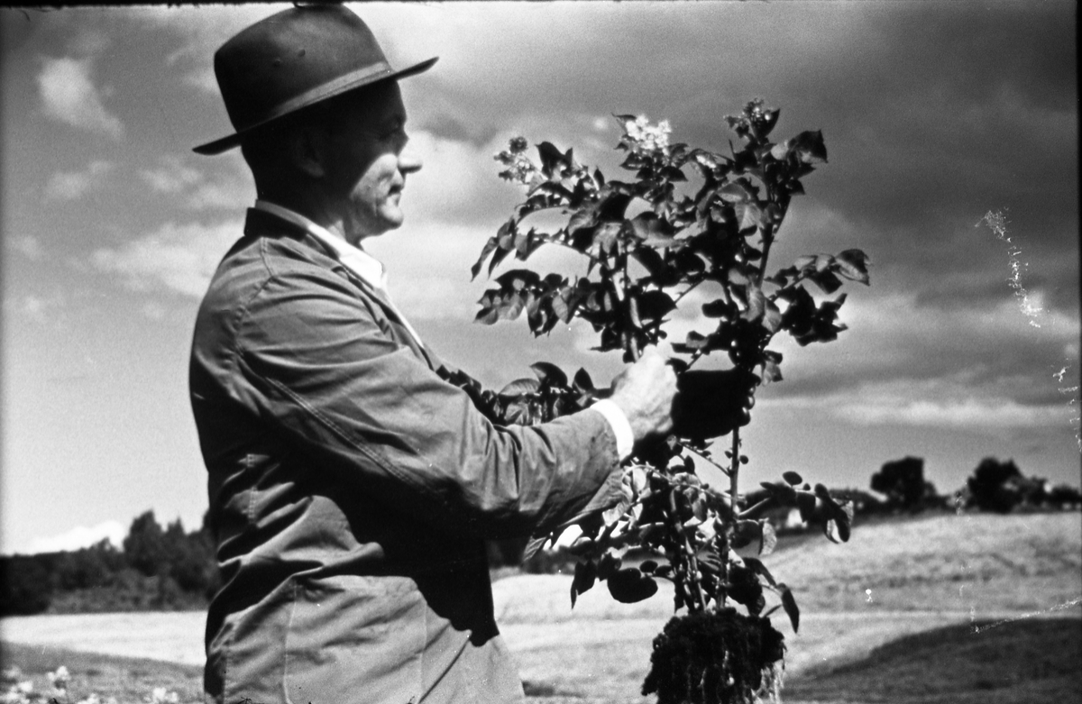En mann holder opp ei potetplante. Mannen er muligens Anton Letnes, og stedet er i så fall trolig Hveem midtre (forsøksgård for poteter) i Østre Toten. Bildet er tatt sommeren 1958.