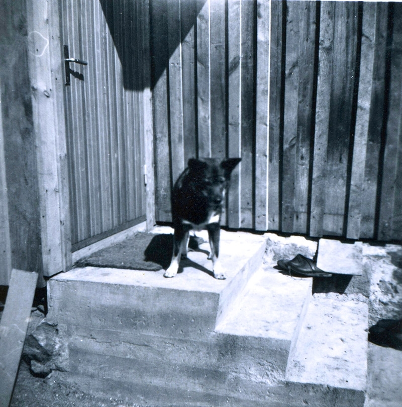 En hund står på trappan vid entrén till Långåker 1:3, 1940-tal.