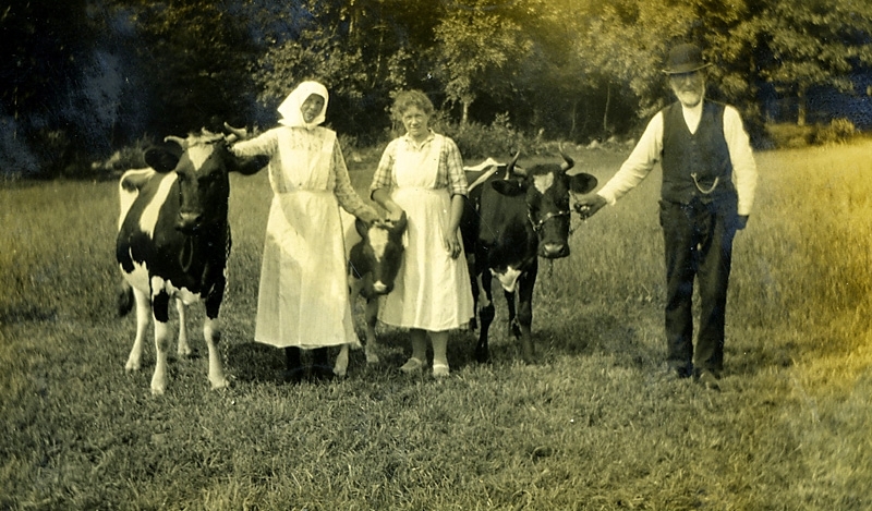 Tre personer och två kor med en kalv står på ängsmarken till Hallen 1:2 "Fredriks", Färåsvägen, okänt årtal.
Från vänster: 1. Maria Magnusson, Hallen (1863 - 1945). 2. Okänd kvinna. 3. Fredrik Magnusson, Hallen (1855 - 1936).