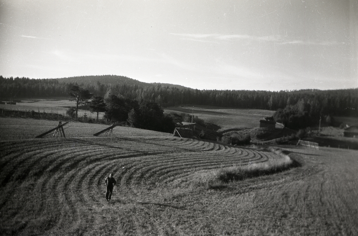 En man springer i fårorna efter självbindare på en åker vid Skogberget, hösten 1945.