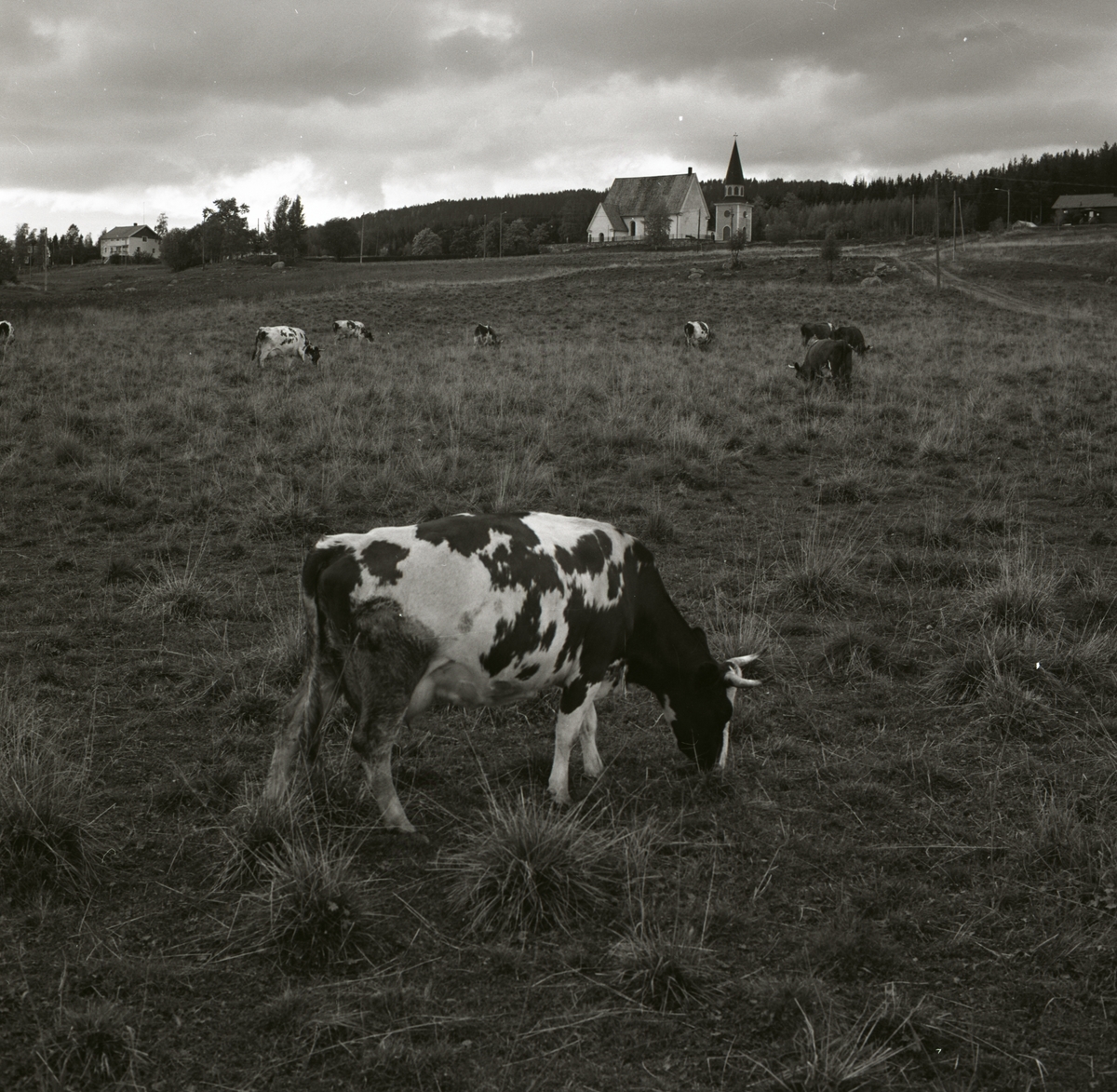 Några kossor går och betar på en åker. I bakgrunden ser man Lidens gamla kyrka i Sundsvall, 1974.