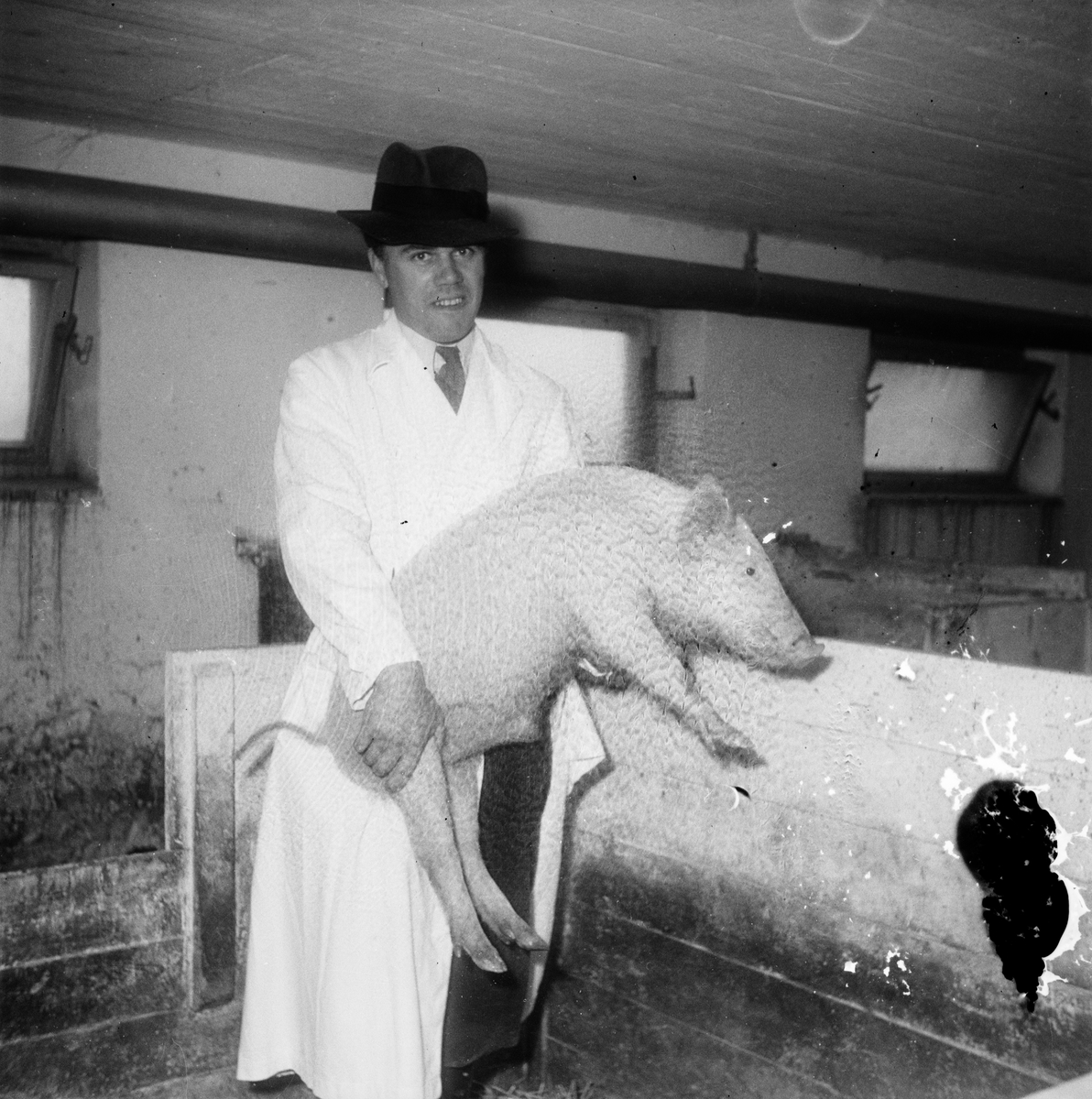 Pressvisning, man håller i gris, Ultuna, Uppsala 1947