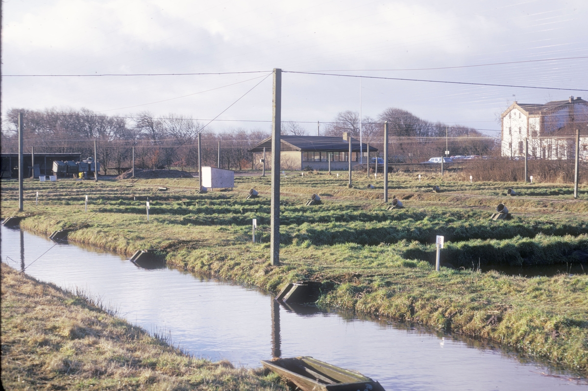 Forsøgsdambruget i Brøns, Danmark, 1974 : Oppdrettsanlegg på land, såkalt dambruk.