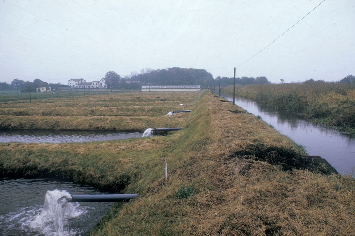 Forsøgsdambruget i Brøns, Danmark, 1978 : Oppdrettsanlegg på land, såkalt dambruk.
