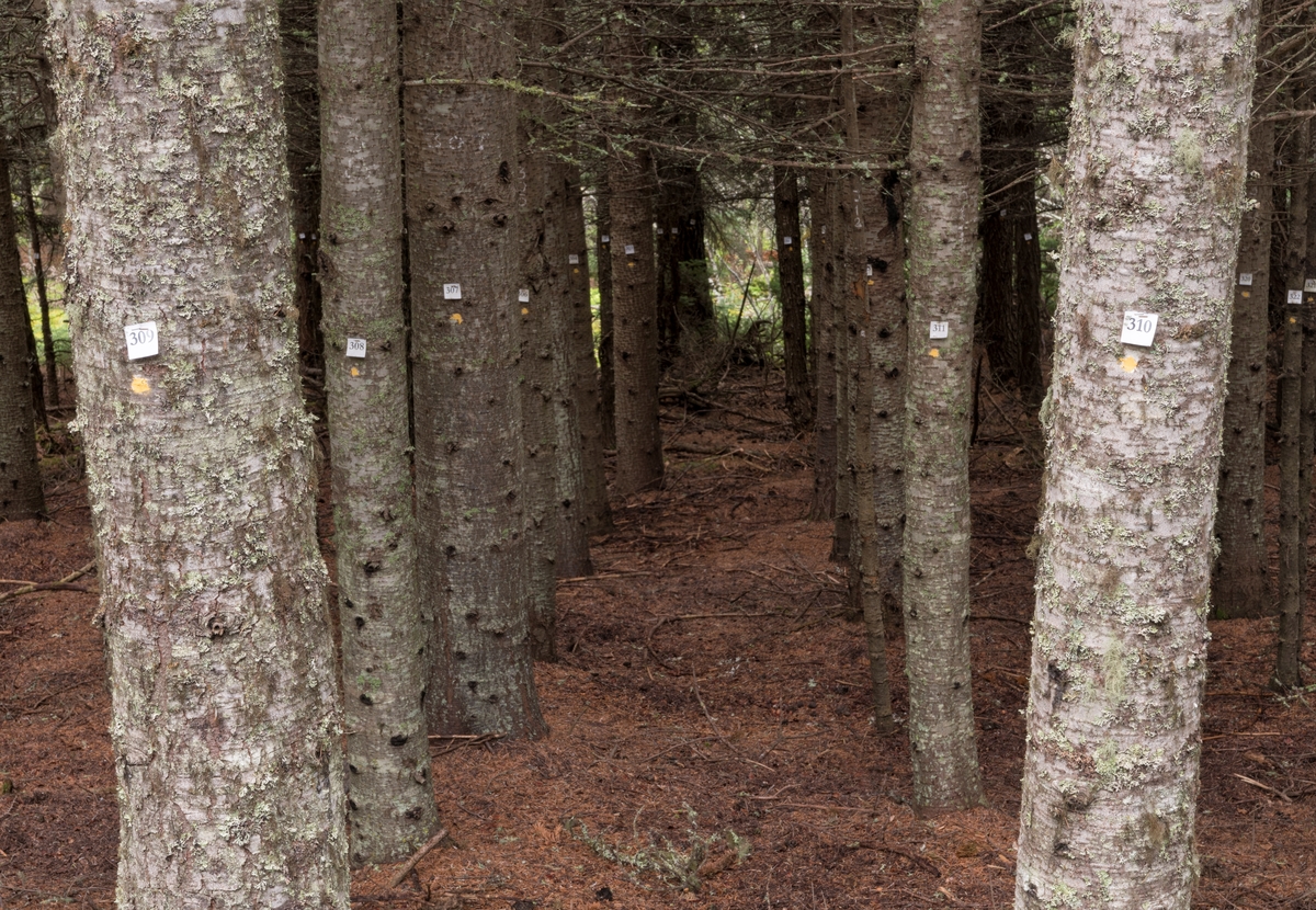 fra-et-fors-ksfelt-med-fjelledelgran-abies-lasiocarpa-i-den