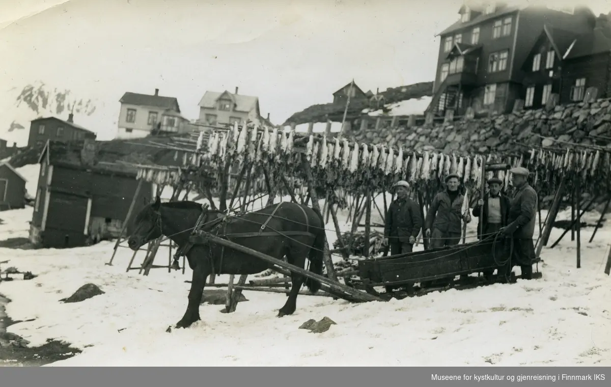 Honningsvåg. Fire menn og hesten "Hekla" med slede ved Nissen's fiskehjeller. 1930-årene.