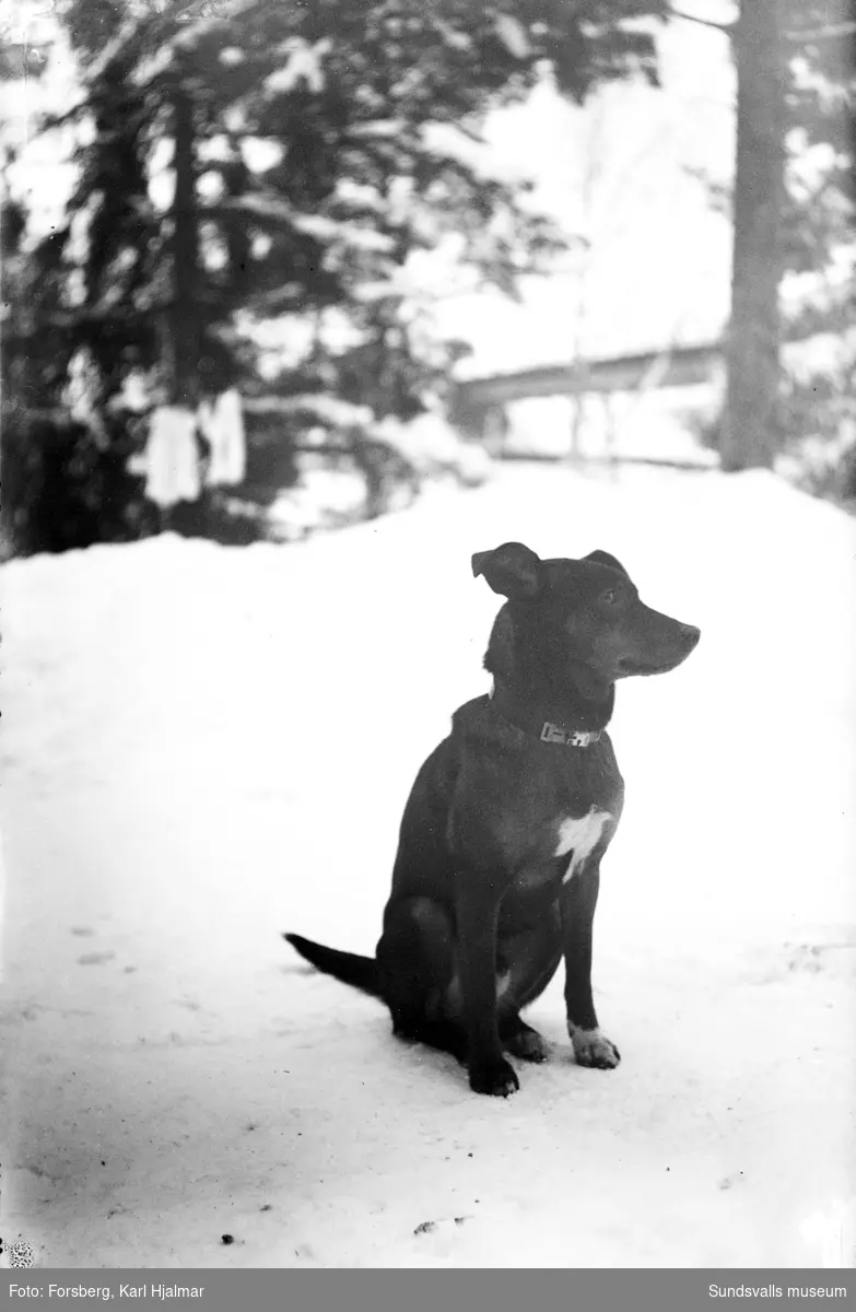 "Gustav Bergmans hund".