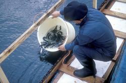 Flakstad fiskeoppdrett, 1974 : En mann har laksesmolt i en b
