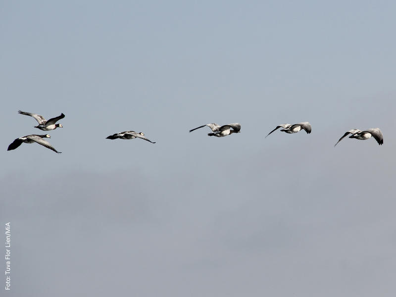 Foto av en flokk med grågås (Foto/Photo)