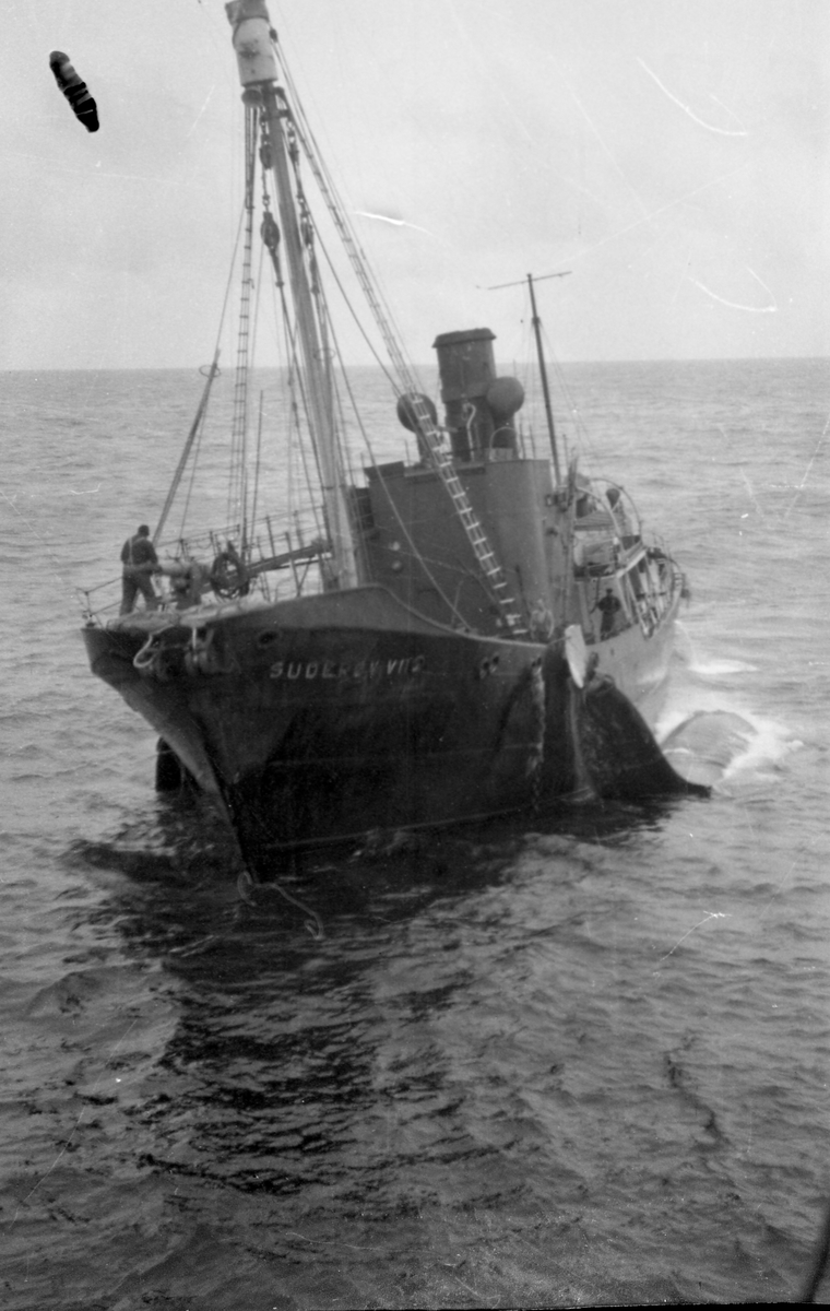 Hvatbåten Suderøy VII ankommer med hval på slep. Suderøy på fangstfeltet.