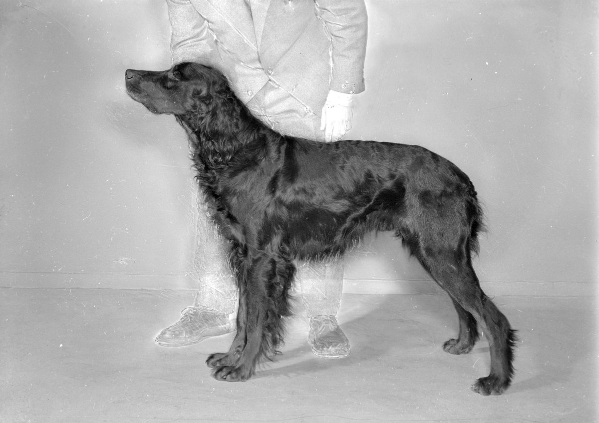 Rolf Aune jr. med hund