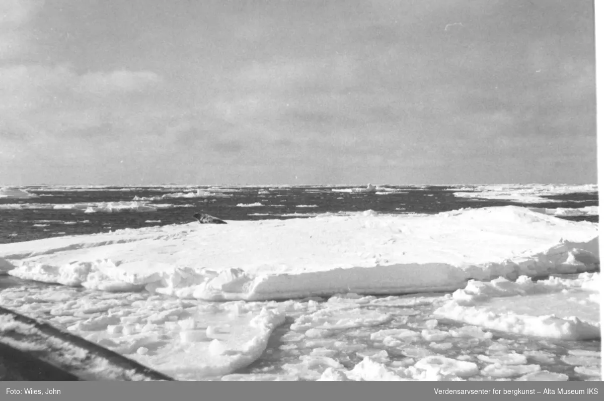 Sel på isflak, Vesterisen 1963-64. Havgapet i horisonten.