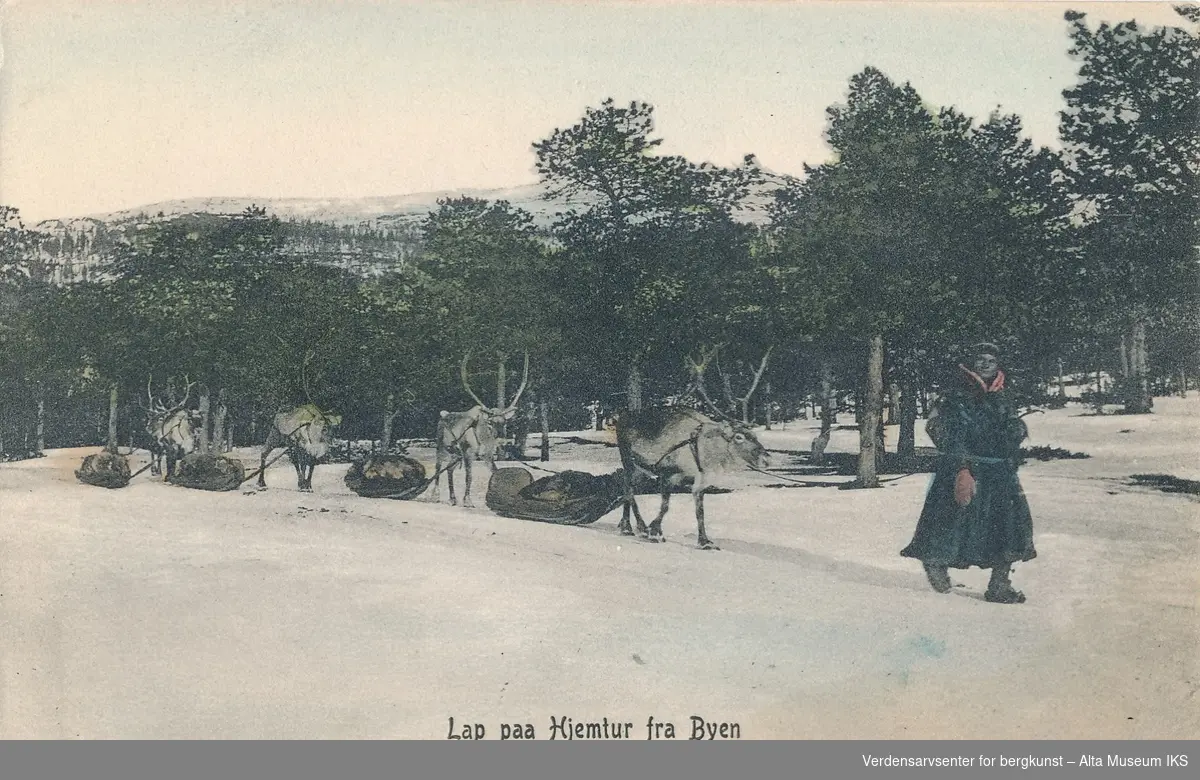 En samisk mann reiser hjem etter handel i byen. Bak seg har han fire reinsdyr som trekker på varer. Skog og fjell i bakgrunnen.

