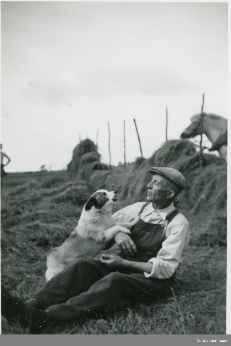 Pause i slåttonna. Hilmar Olsen, Saursfjord, med hunden Kora.