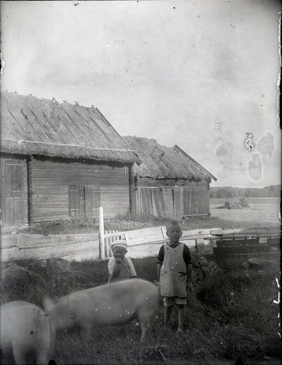 Wikmans två barn inne hos grisarna, Lillhärad.