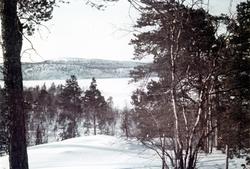 Vinterlandskap i Pasvik.