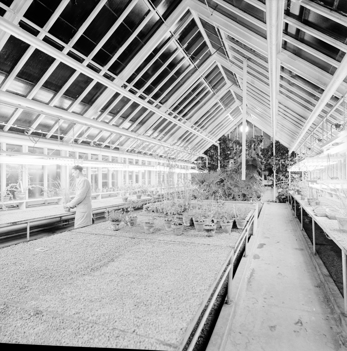 Institutionen för fysiologisk botanik, växthus, Uppsala, december 1960