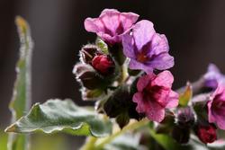 Lungeurt er en blomst med et fargestoff som bytter farge med PH-verdien, derfor kan den ha både rødlige og blålige blomster. (Foto/Photo)