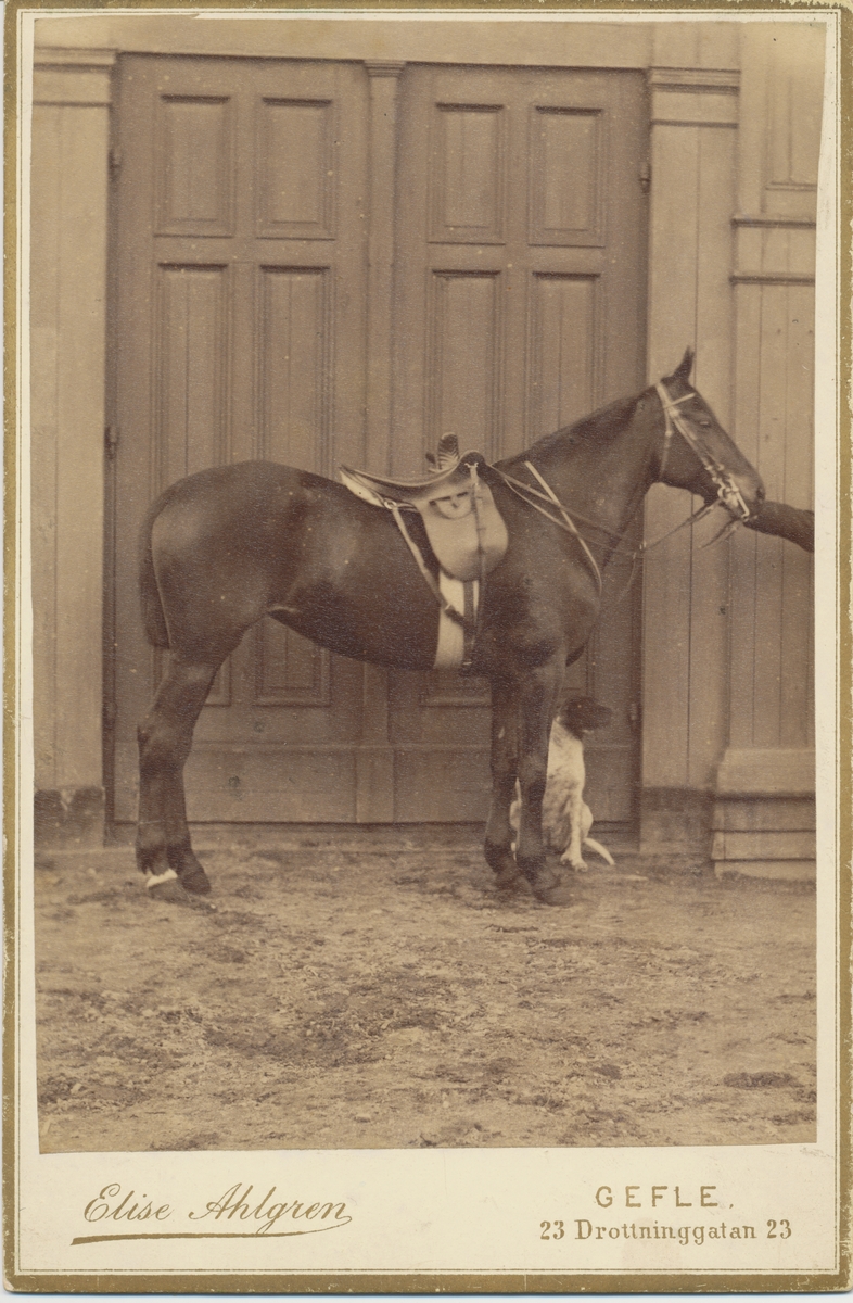 John Rettigs häst uppställd framför en port, en hund sitter invid hästen.