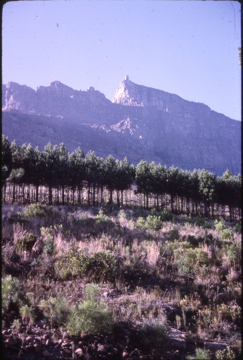 Frodig åsside med belte av trær, foran bratt fjell med bygning på toppen (trolig i eller nær naturreservat ved 'Kapp det gode håp'). 'Sagafjord' Around The World via Africa Cruise 1966.